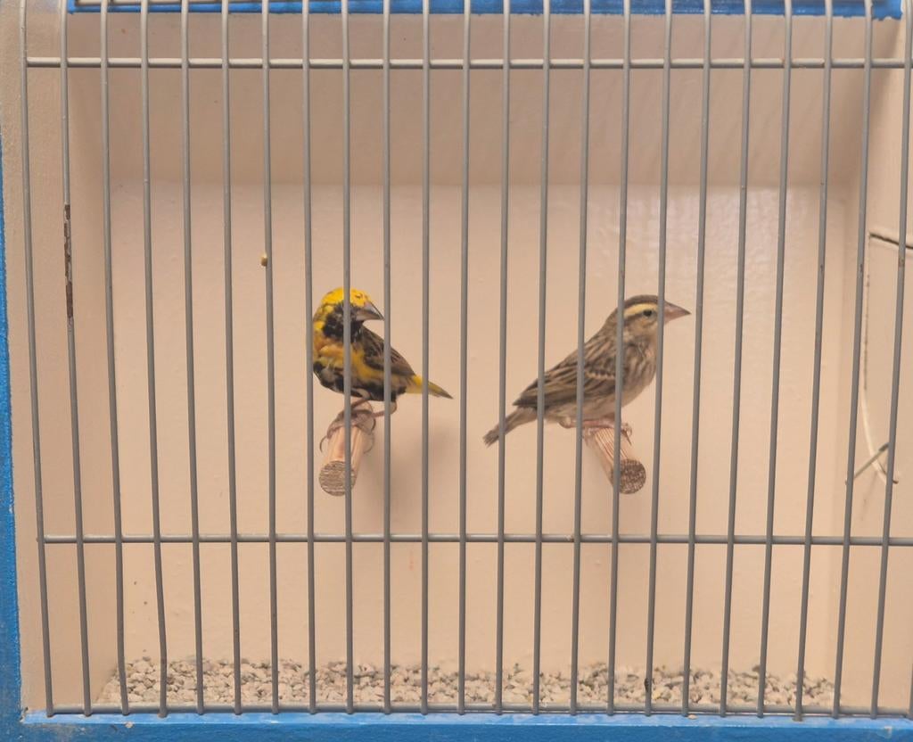 Koppel Napoleon Wevers, Dieren en Toebehoren, Vogels | Overige Vogels, Meerdere dieren