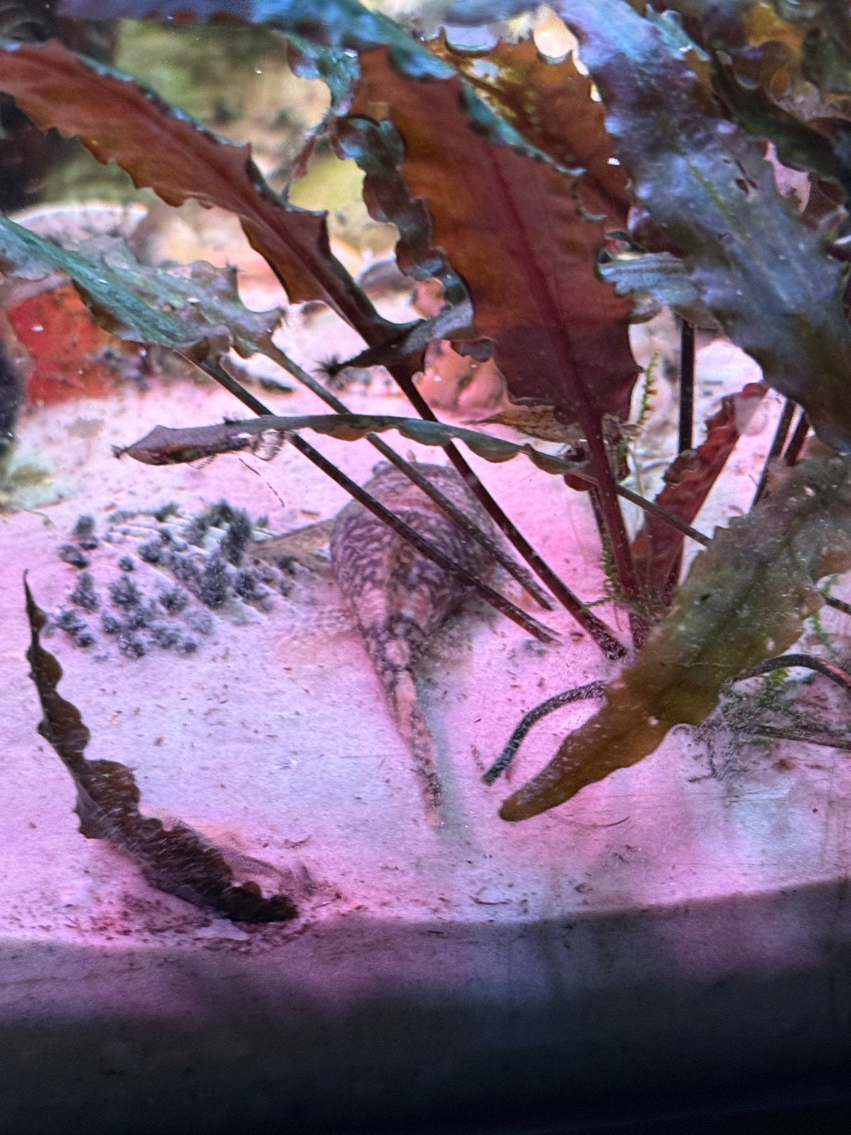 Ancistrus (borstelneus), Dieren en Toebehoren, Vissen | Aquariumvissen, Vis