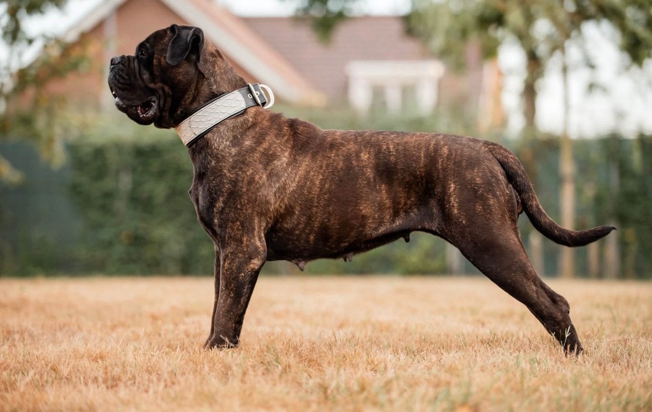 Bullmastiff puppy’s, Dieren en Toebehoren, Nederland, Overige rassen, Meerdere, Meerdere dieren