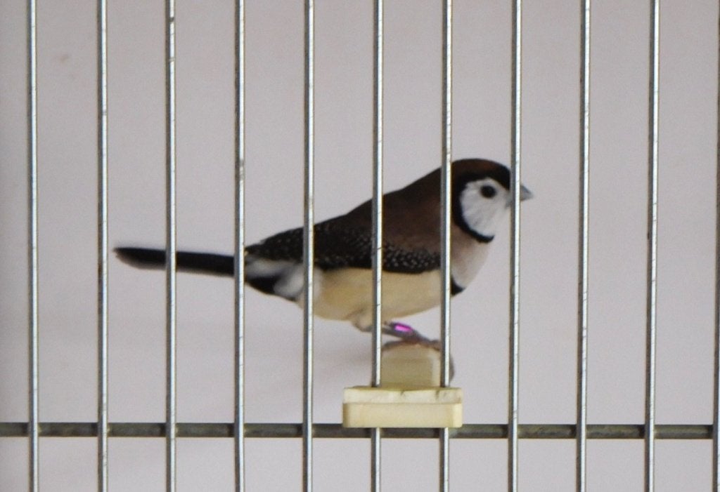 Bichenow Astrilde, Dieren en Toebehoren, Vogels | Overige Vogels, Geslacht onbekend, Tropenvogel, Geringd
