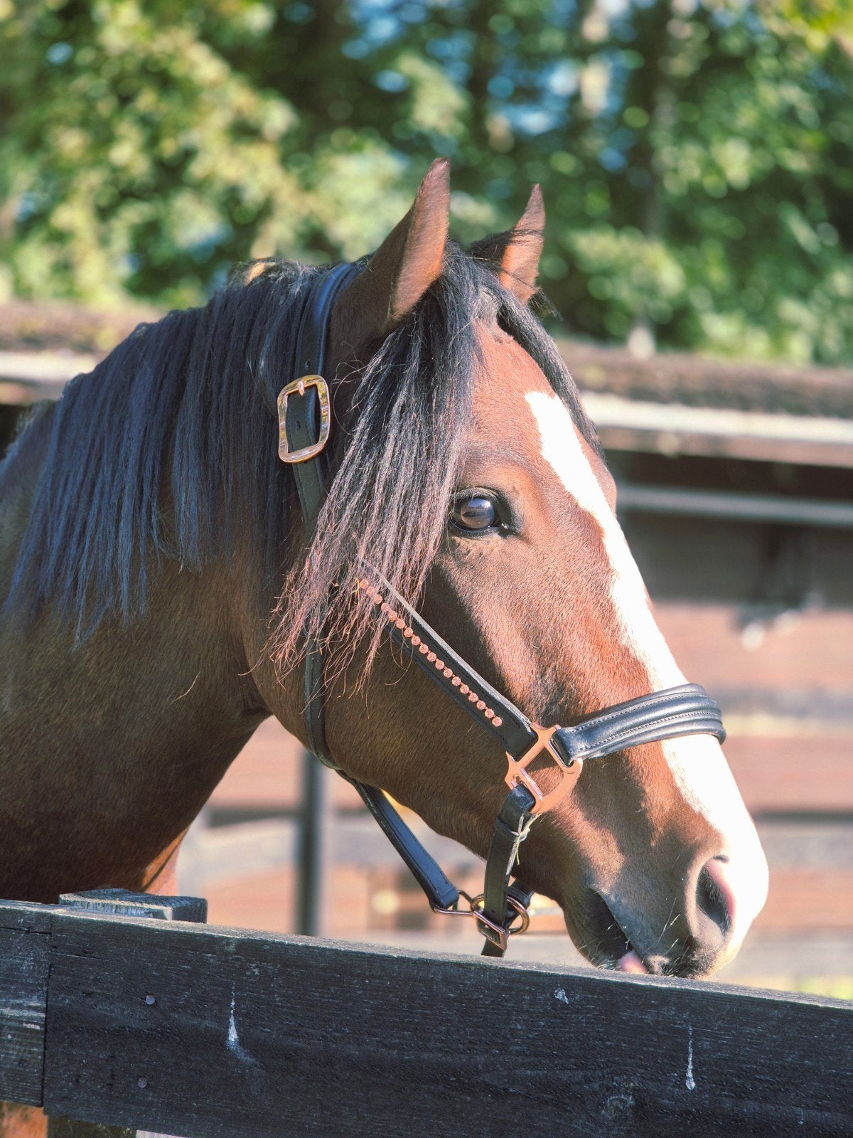 verzorgster gezocht New forest pony in poortugaal, Dieren en Toebehoren, Ophalen of Verzenden