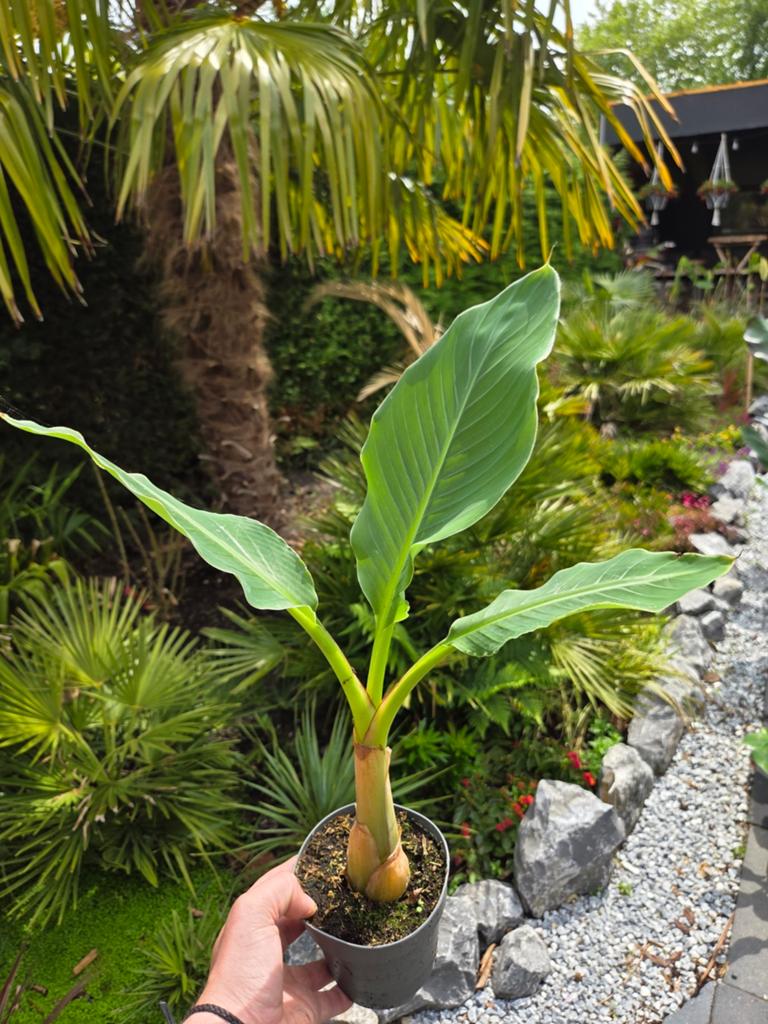 Musella Lasiocarpa - Gouden lotus bananenplant, Overige soorten, Volle zon, Vaste plant, Ophalen of Verzenden