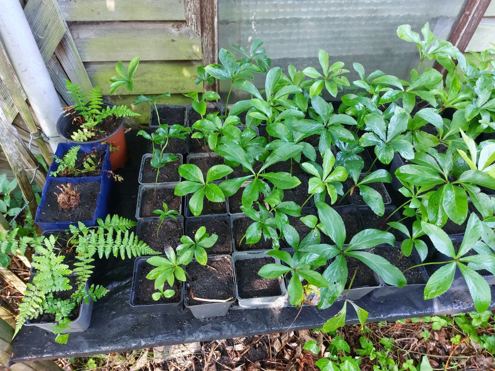 Plantjes, helleborus, hortensia, ijzerhard, varens etc, Ophalen, Overige soorten