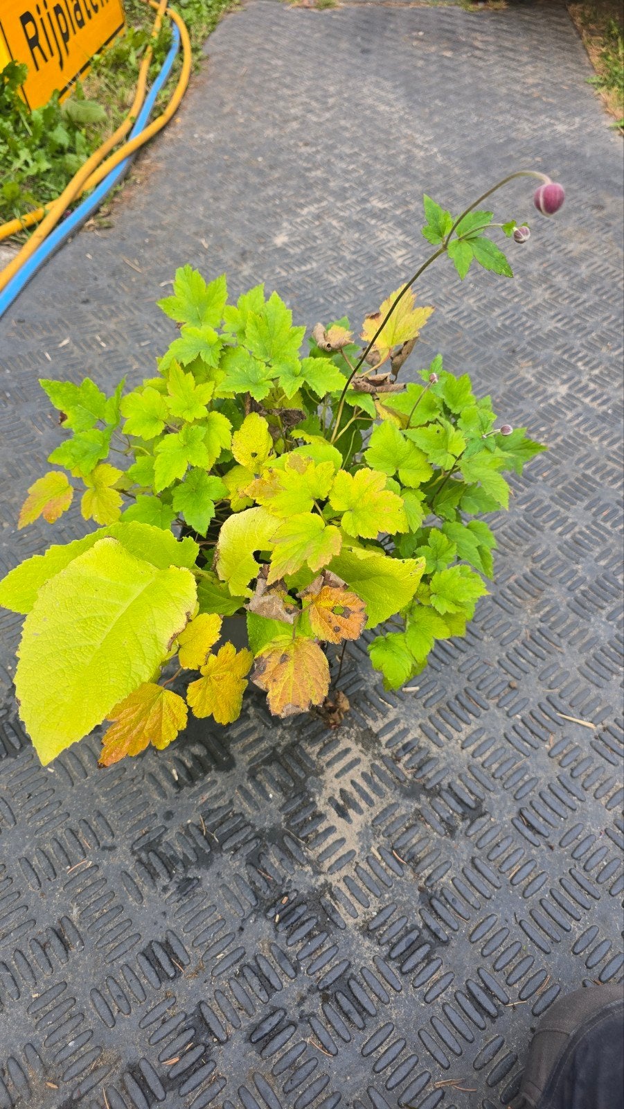 Herfstanemoon in C2 pot met als bonus Phlomis russelania, Vaste plant, Halfschaduw, Herfst, Ophalen
