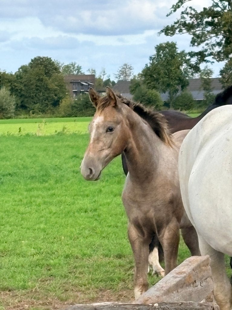 Hengst van Zirocco Blue te koop!, Dieren en Toebehoren, Springpaard, Minder dan 160 cm, Met stamboom, Niet van toepassing