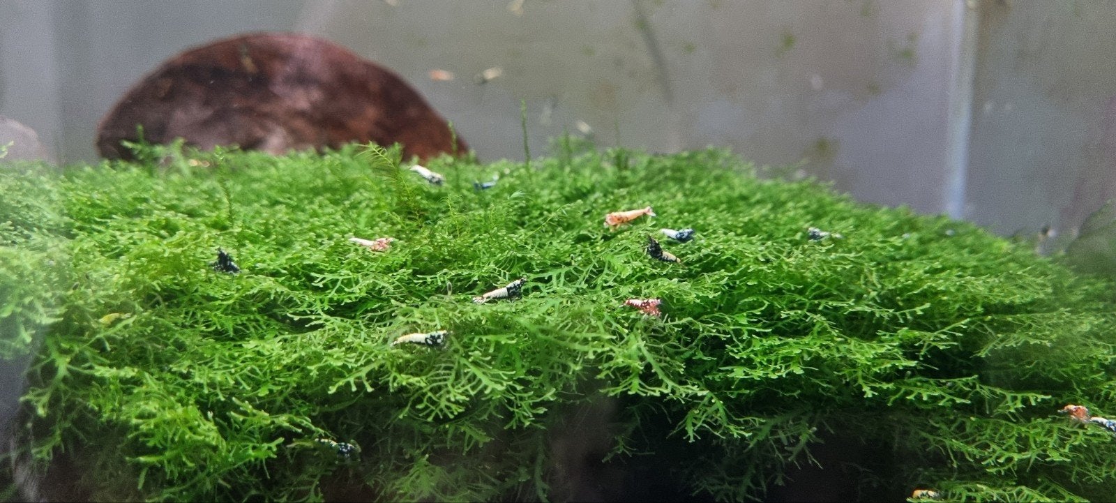 Galaxy  Boa shrimp