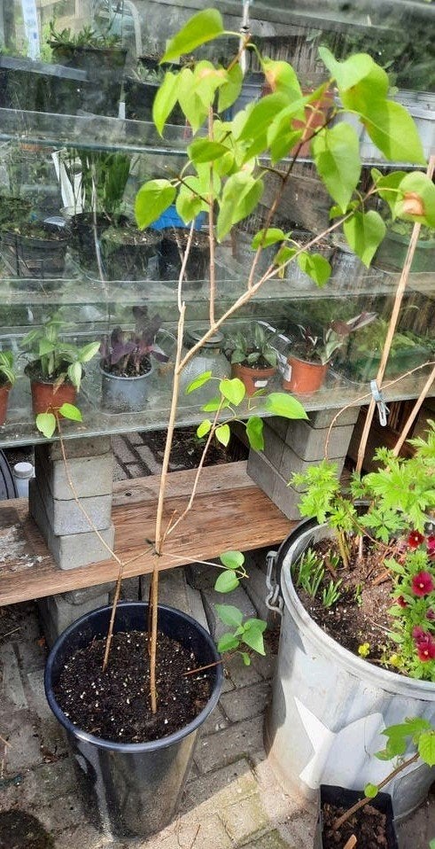 Sering wit of lila/paars of combi, Tuin en Terras, Ophalen, Overige soorten, Minder dan 100 cm
