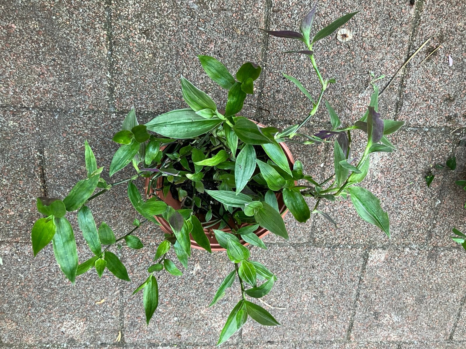 Kamerplant, Huis en Inrichting, Kamerplanten, Ophalen