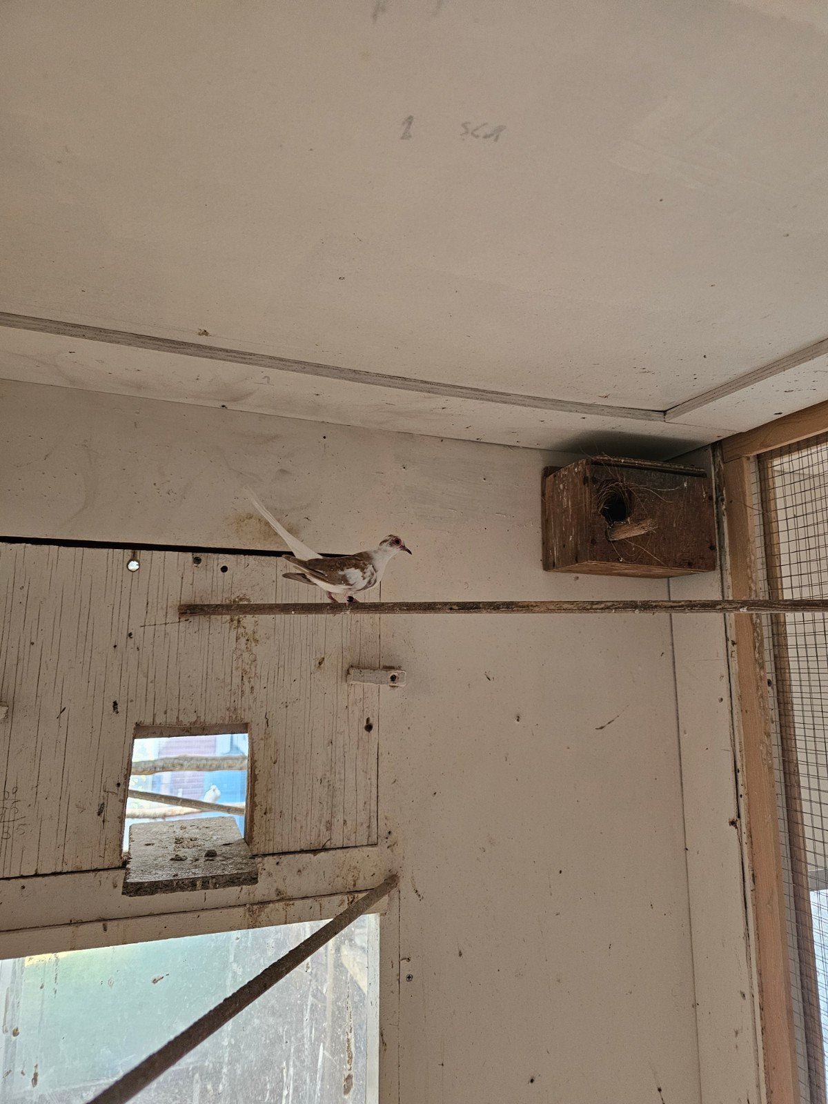 bonte diamanduiven, Dieren en Toebehoren, Meerdere dieren, Tropenvogel