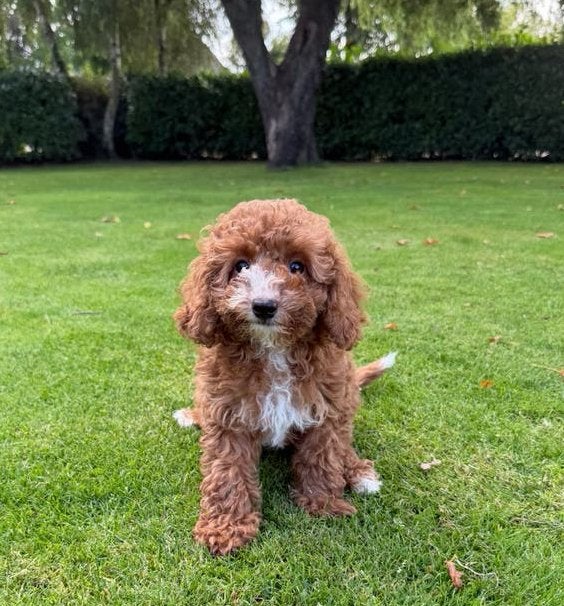 Mini Doodle (Mini Labradoodle x Poedel) pups, Poedel, Parvo, Nederland, 8 tot 15 weken