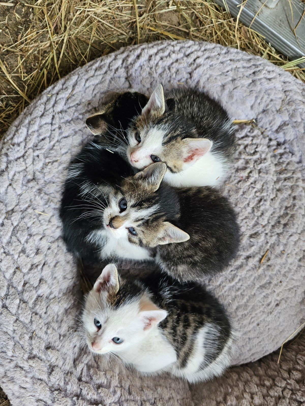 Kittens, Ontwormd