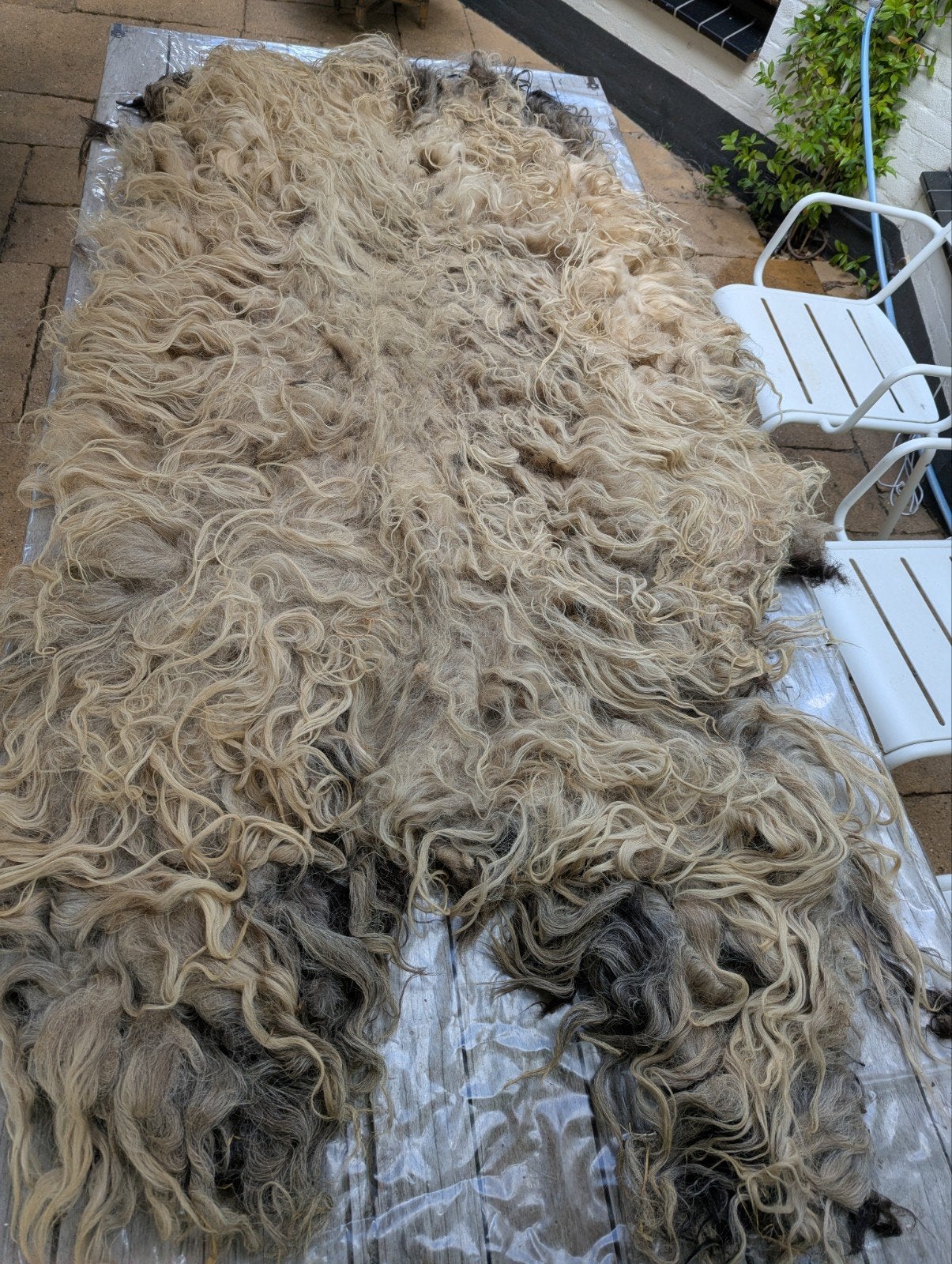 Mooie Ruwe wol, vacht van Heidschnucke schaap, Hobby en Vrije tijd, Ophalen of Verzenden