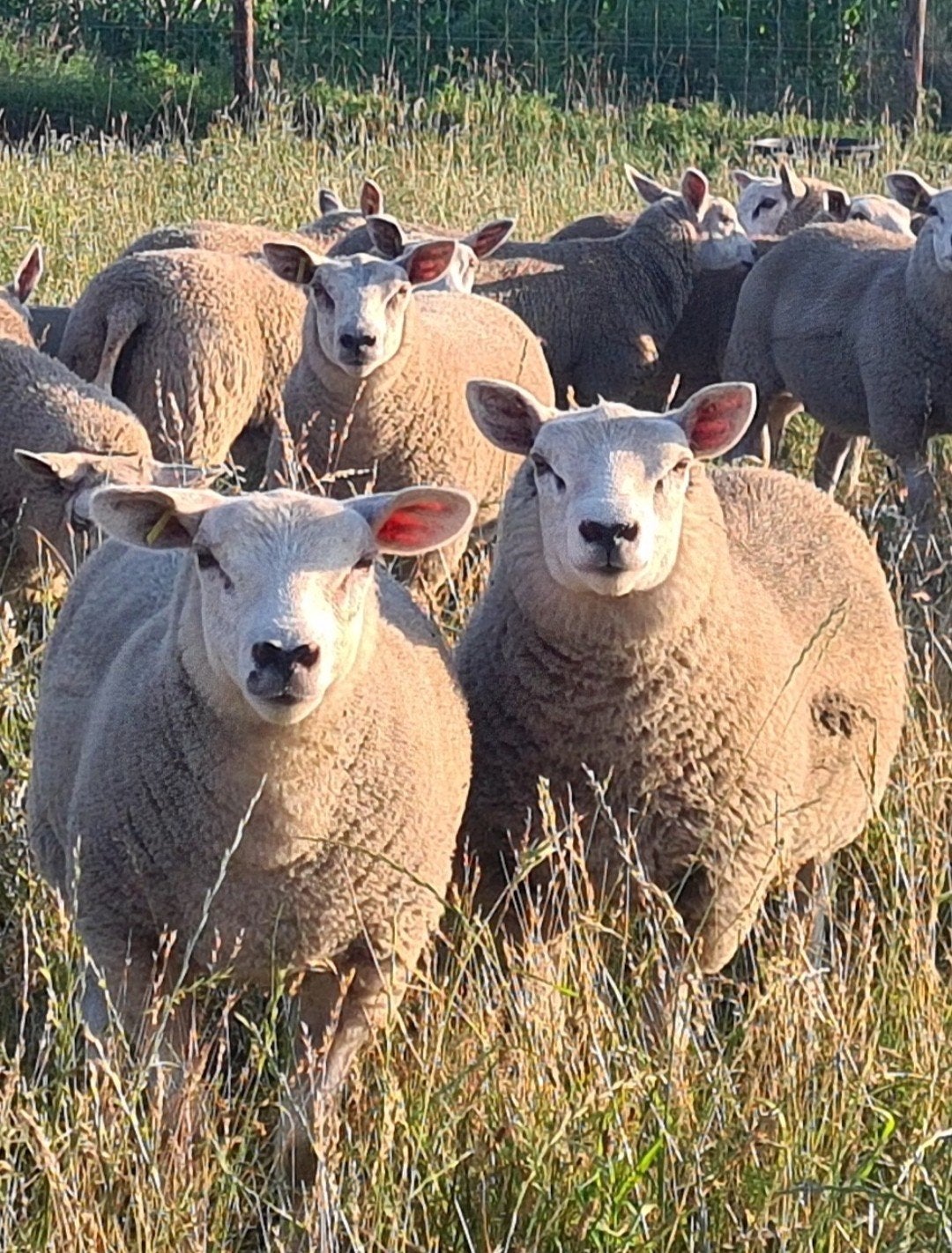 𝗭𝘄𝗼𝗲𝗴𝗲𝗿𝘃𝗿𝗶𝗷𝗲 𝗩𝗮𝗹𝗹𝗲𝗶𝗹𝗮𝗺 𝗙𝗼𝗸𝗼𝗼𝗶𝗲𝗻, Dieren en Toebehoren, Schapen, Geiten en Varkens, Vrouwelijk, Schaap