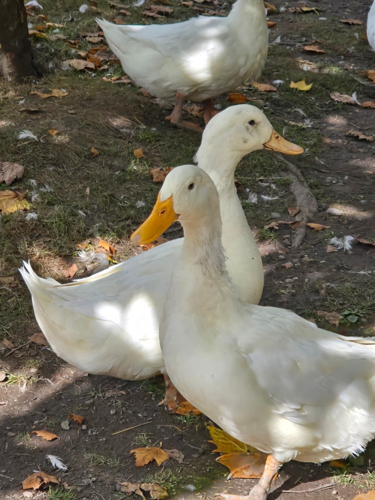 Peking eenden 5 stuks 90 euro, Meerdere dieren, Eend