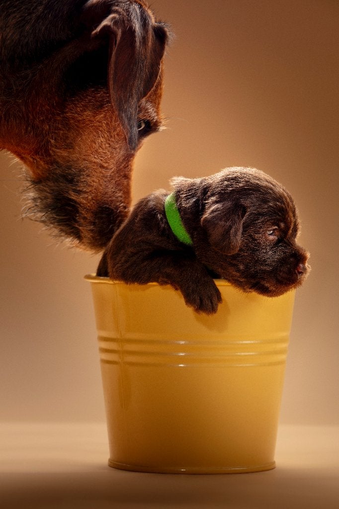 Labradoodle mix pups, Dieren en Toebehoren, Honden | Niet-rashonden, Parvo, Reu, 8 tot 15 weken, Meerdere