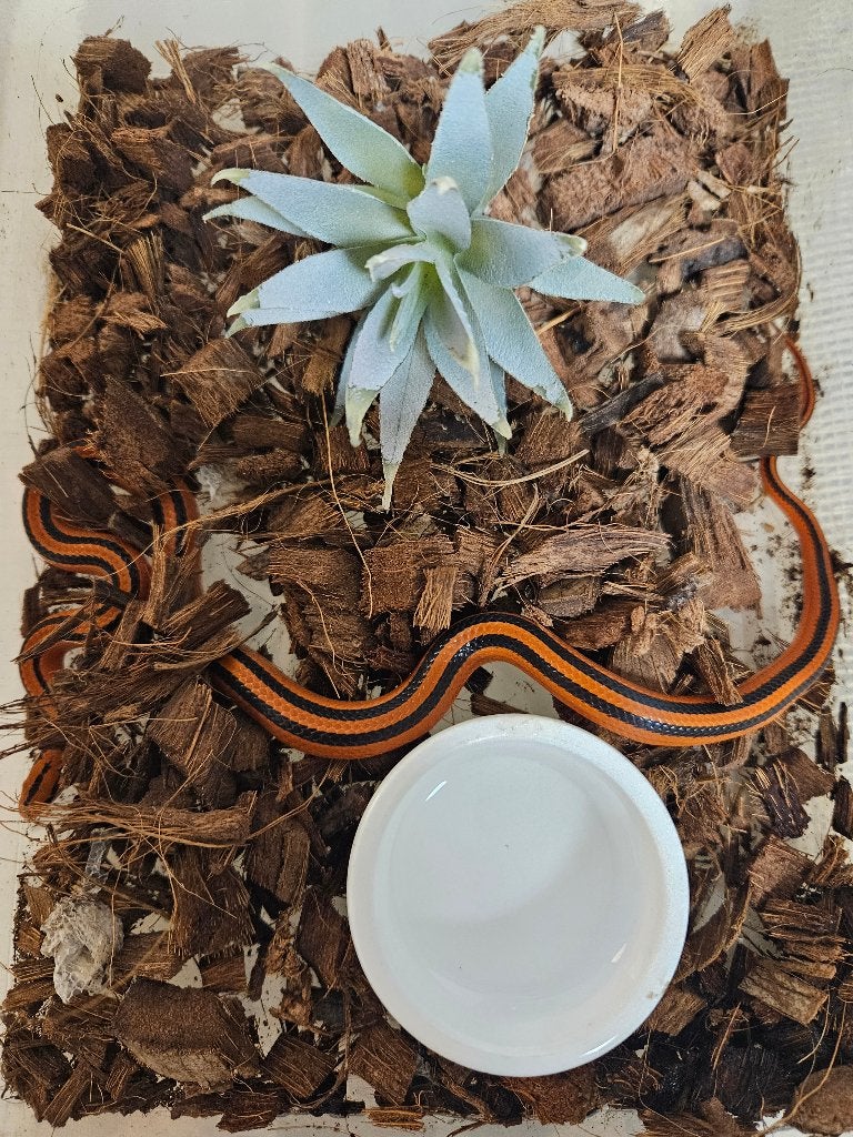 Oreocryptophis porphyraceus Bamboe rattenslang, Dieren en Toebehoren, Reptielen en Amfibieën, Slang, 0 tot 2 jaar