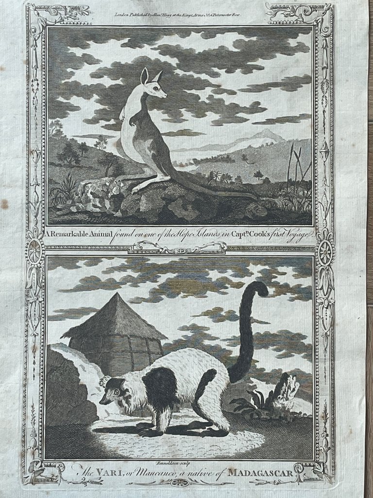 1780 Kangoeroe 1780 Kapitein Cook - P0563a, Ophalen of Verzenden, Ets, 1700 - 1799