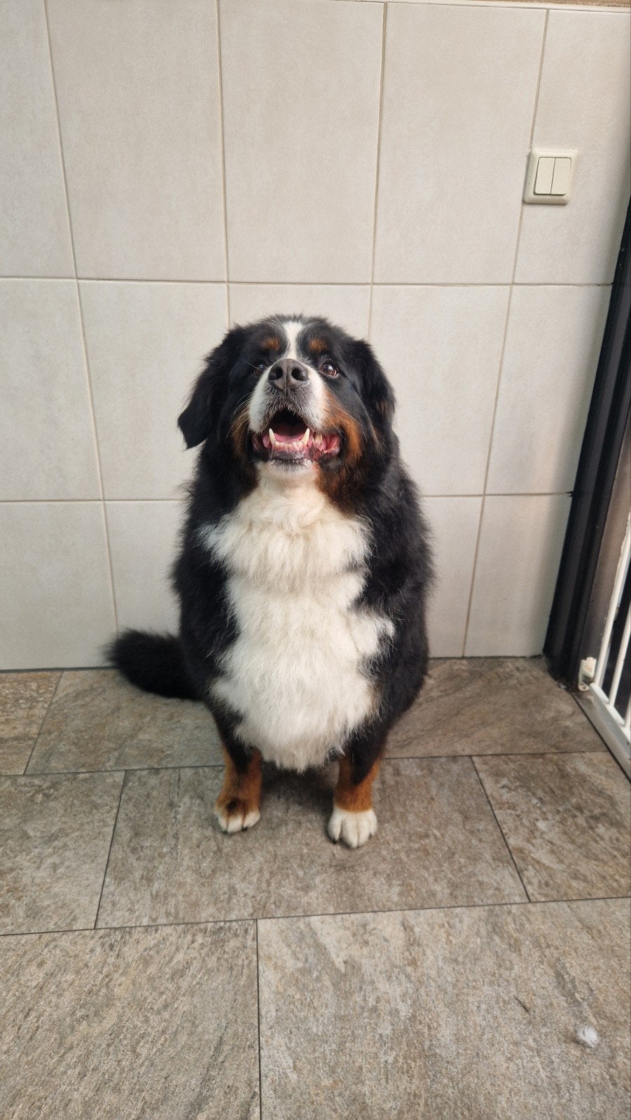 Trimsalon voor grote honden/Trimster aangeboden