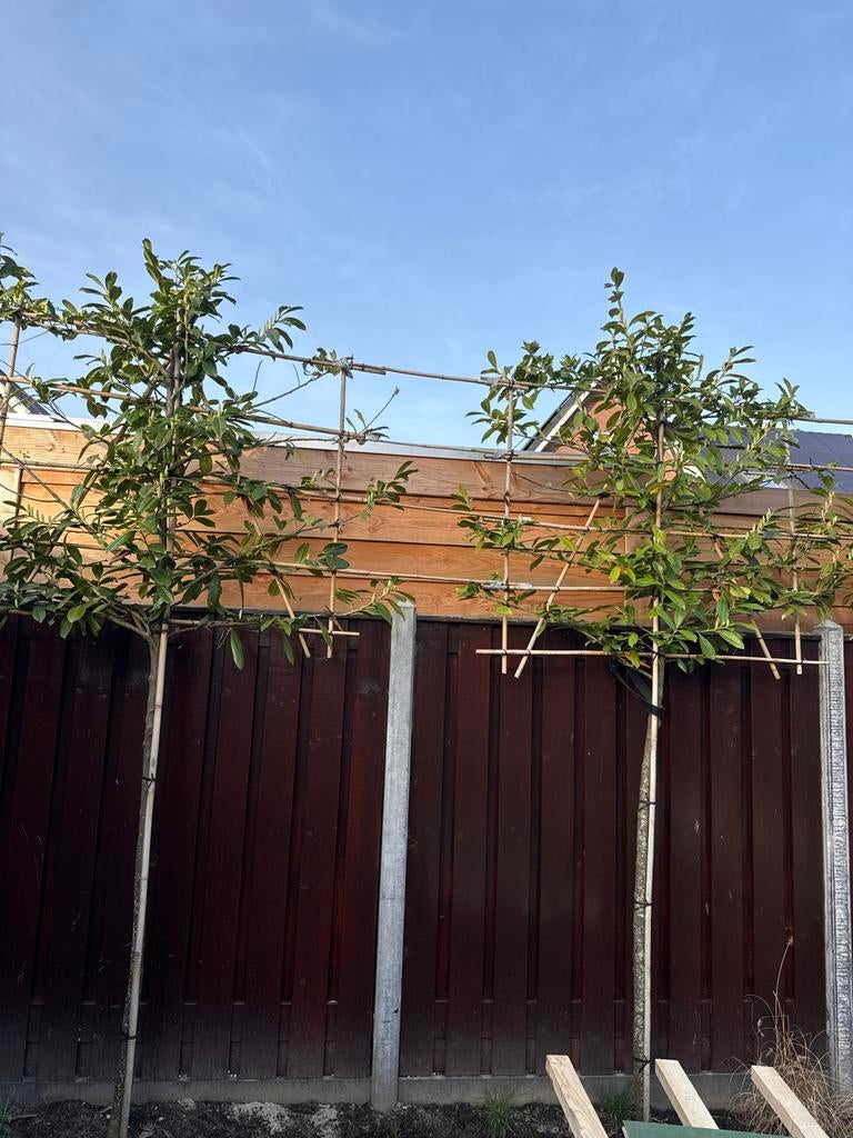 2 Leibomen, ca. 3m totale hoogte, Tuin en Terras, Planten | Tuinplanten, Volle zon, Vaste plant, Bloeit niet, Ophalen