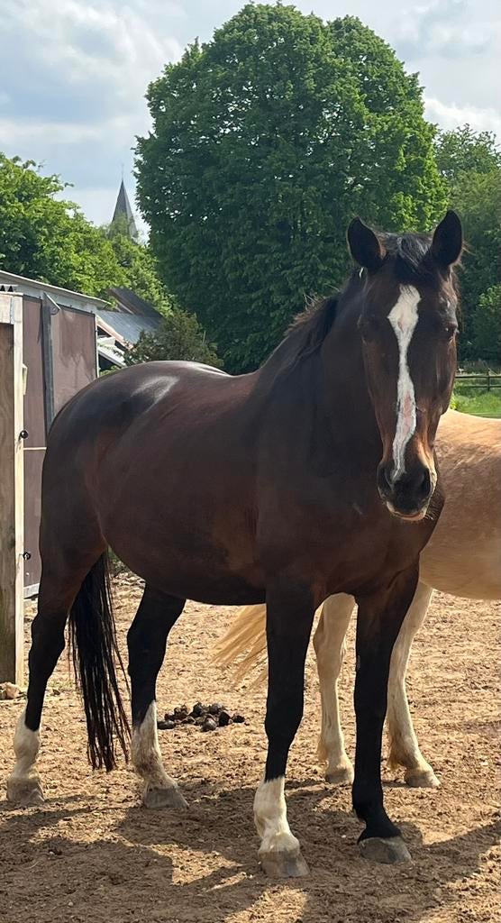 Lieve kwpn merrie aangeboden ( recreatie/ bosritten), Dieren en Toebehoren, Paarden, 11 jaar of ouder, Merrie, Gechipt, Recreatiepaard