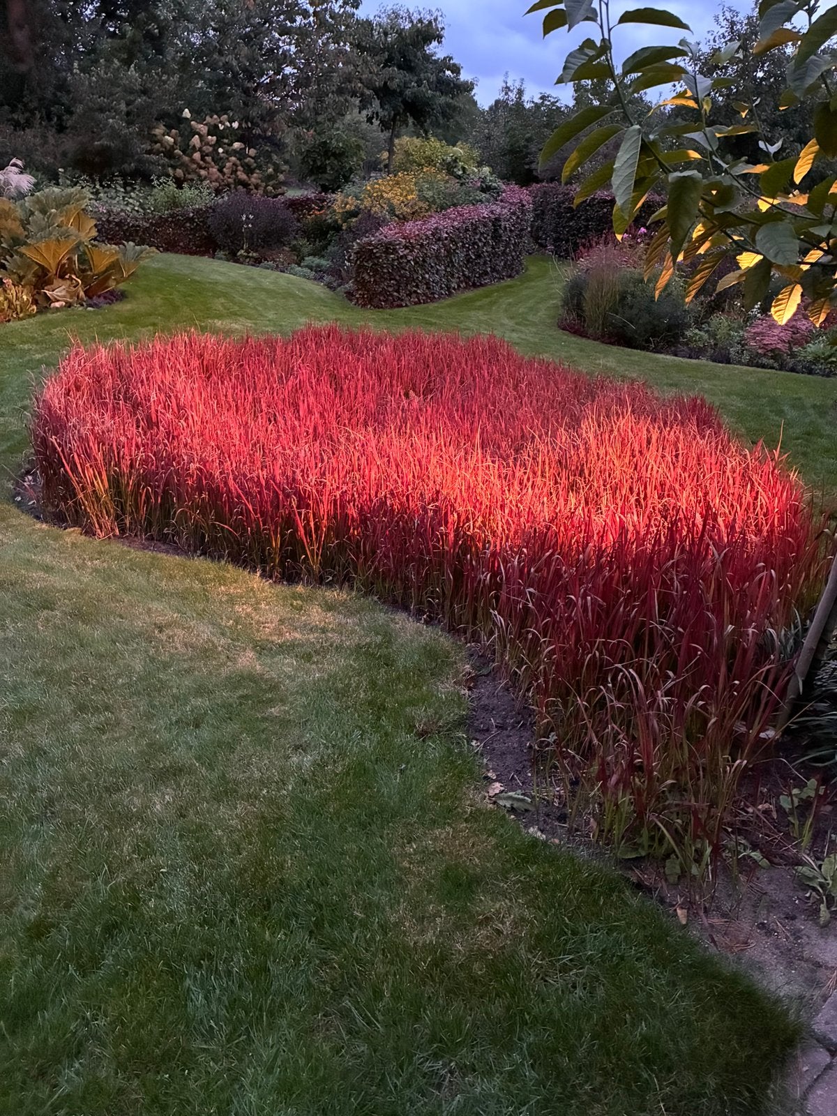 Japans Bloedgras (Imperata cylindrica 'Red Baron'), Tuin en Terras, Ophalen, Volle zon, Vaste plant, Siergrassen