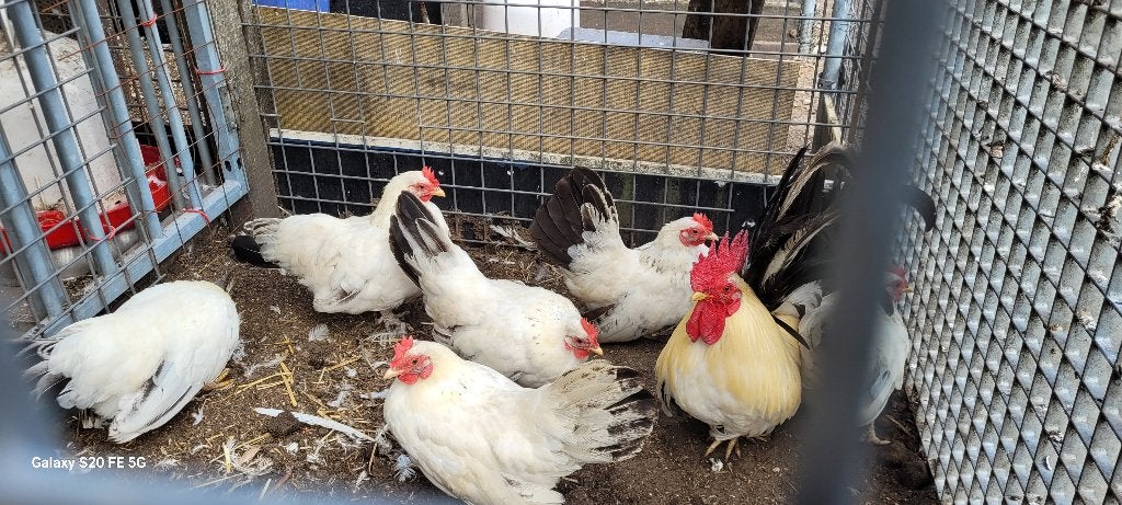 Chabo kipjes, Dieren en Toebehoren, Pluimvee, Vrouwelijk, Kip
