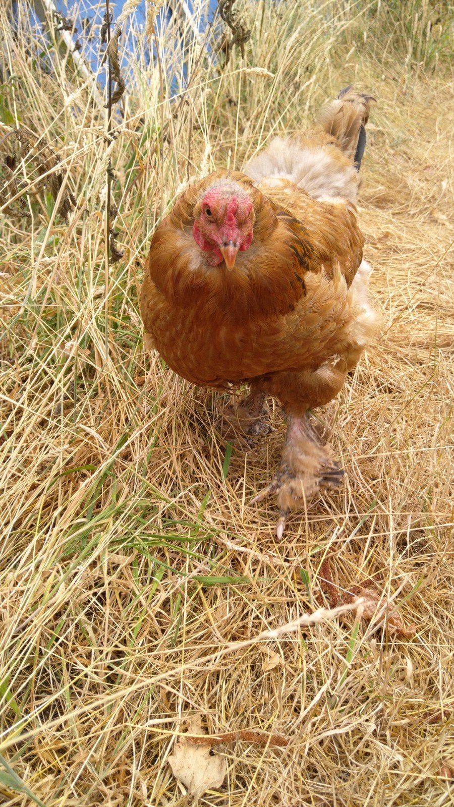 Brahma legkippen, Dieren en Toebehoren, Vrouwelijk, Kip
