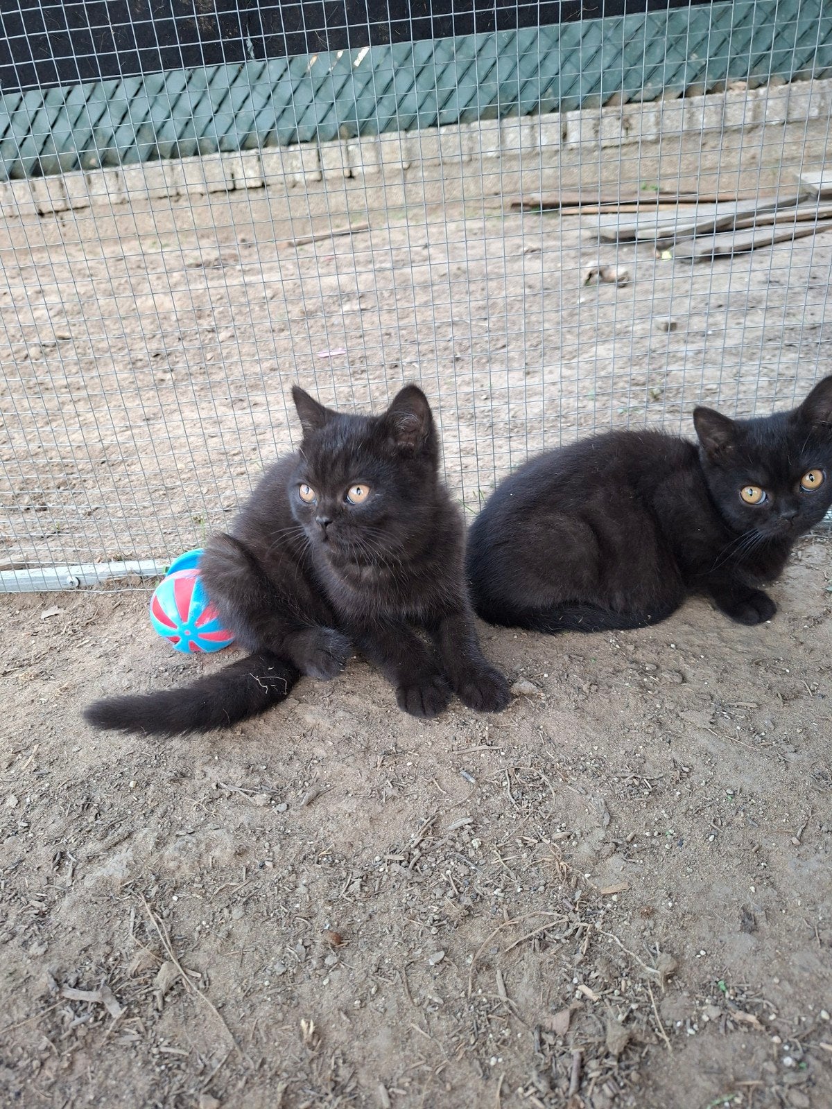 2 mooie katertjes nog., Kater
