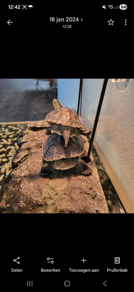 2 waterschildpadden, 5 jaar oud Turtle - unknown for sale from bogers