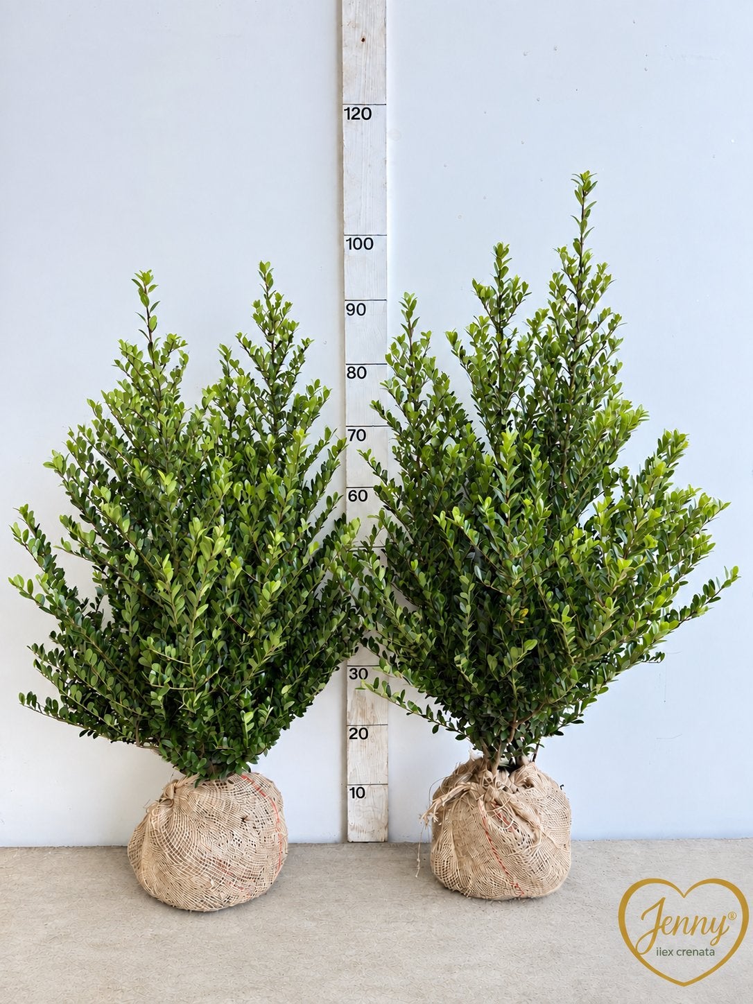 Japanse hulst ( ilex crenata jenny ), Ophalen, Overige soorten, Halfschaduw