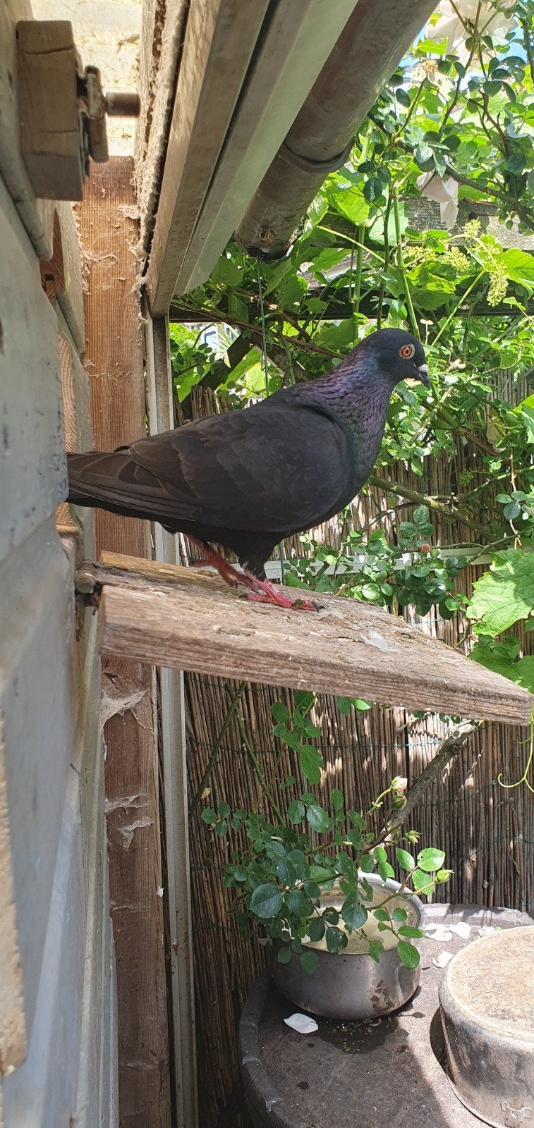 Diverse duiven, Meerdere dieren, Overige soorten