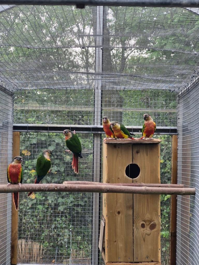 Pyrrhura molinea red, Dieren en Toebehoren, Vogels | Parkieten en Papegaaien, Parkiet