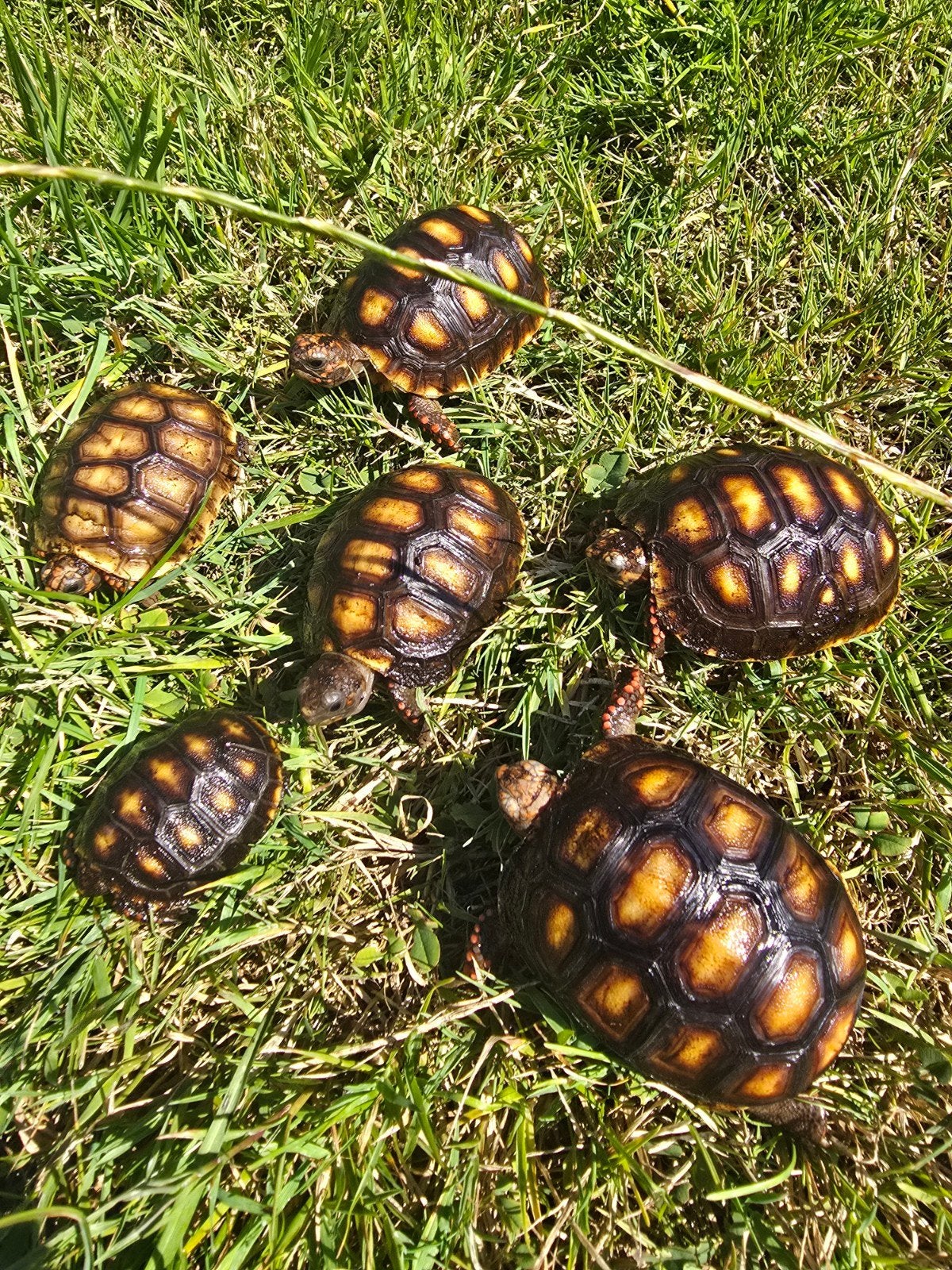 Kolenbrander landschildpad, Dieren en Toebehoren, Schildpad, 0 tot 2 jaar