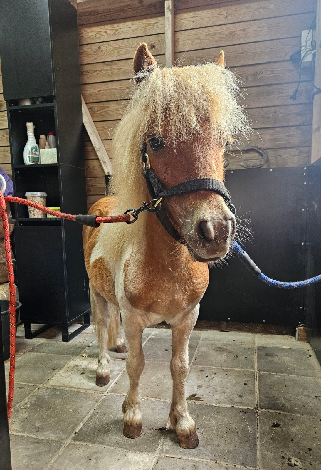 lieve bonte shetlander, Dieren en Toebehoren