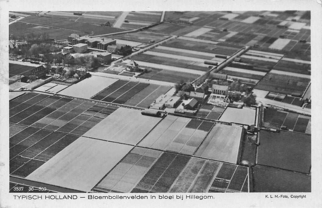 703-473-025 Typisch Holland Bloembollenvelden In bloei bij, Verzenden, Voor 1920, Zuid-Holland