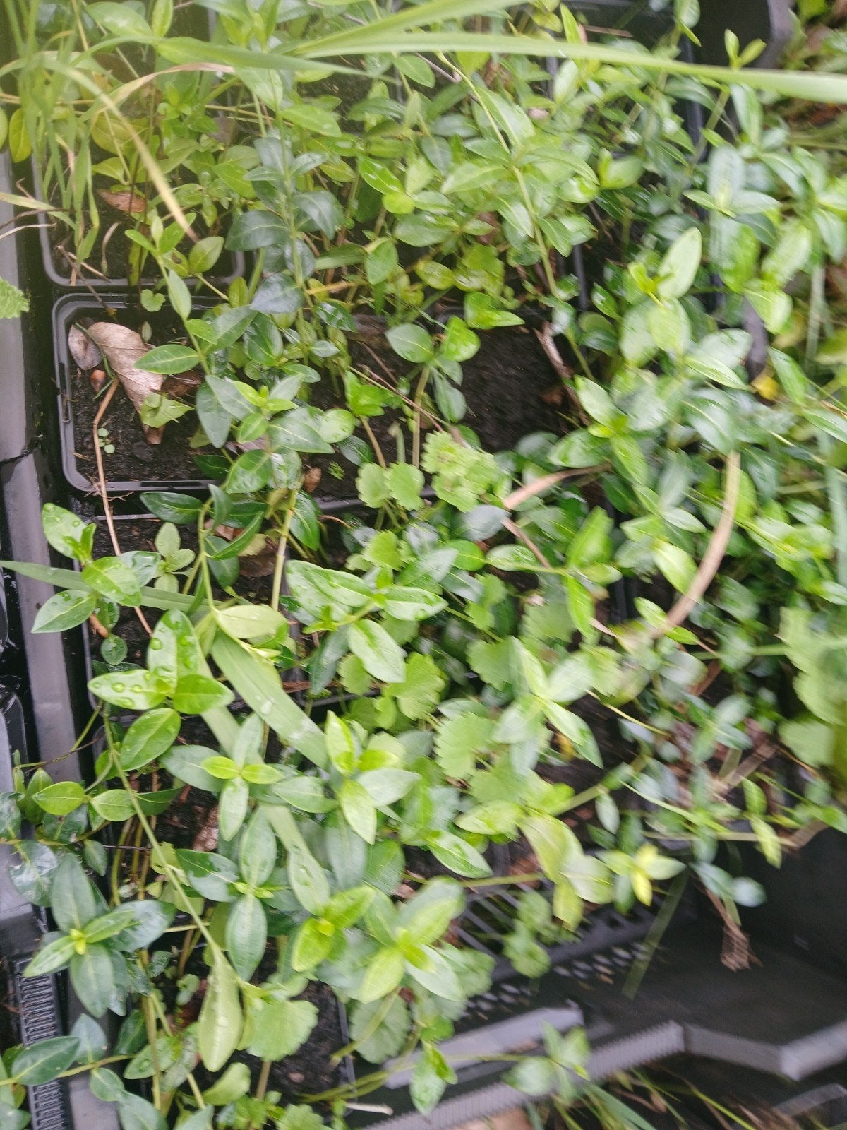 Vinca minor, Ophalen, Overige soorten, Halfschaduw
