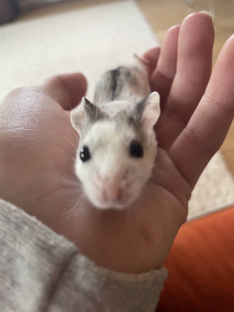 Gezocht fijn en nieuw huis voor onze tamme hamster Druifje, Hamster, Juli, Vrouwelijk, Tam
