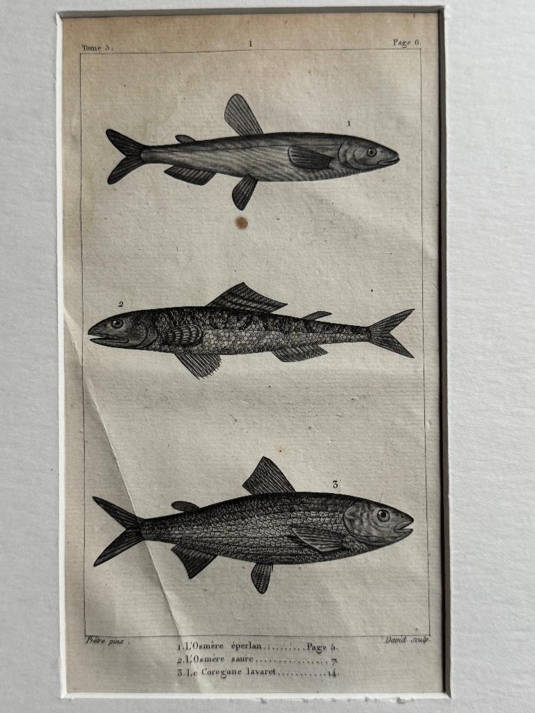 O U D 1812 - vissen gravure - plate 6 P0853-01, Antiek en Kunst, Kunst | Etsen en Gravures, Ophalen of Verzenden, Ets, 1700 - 1799