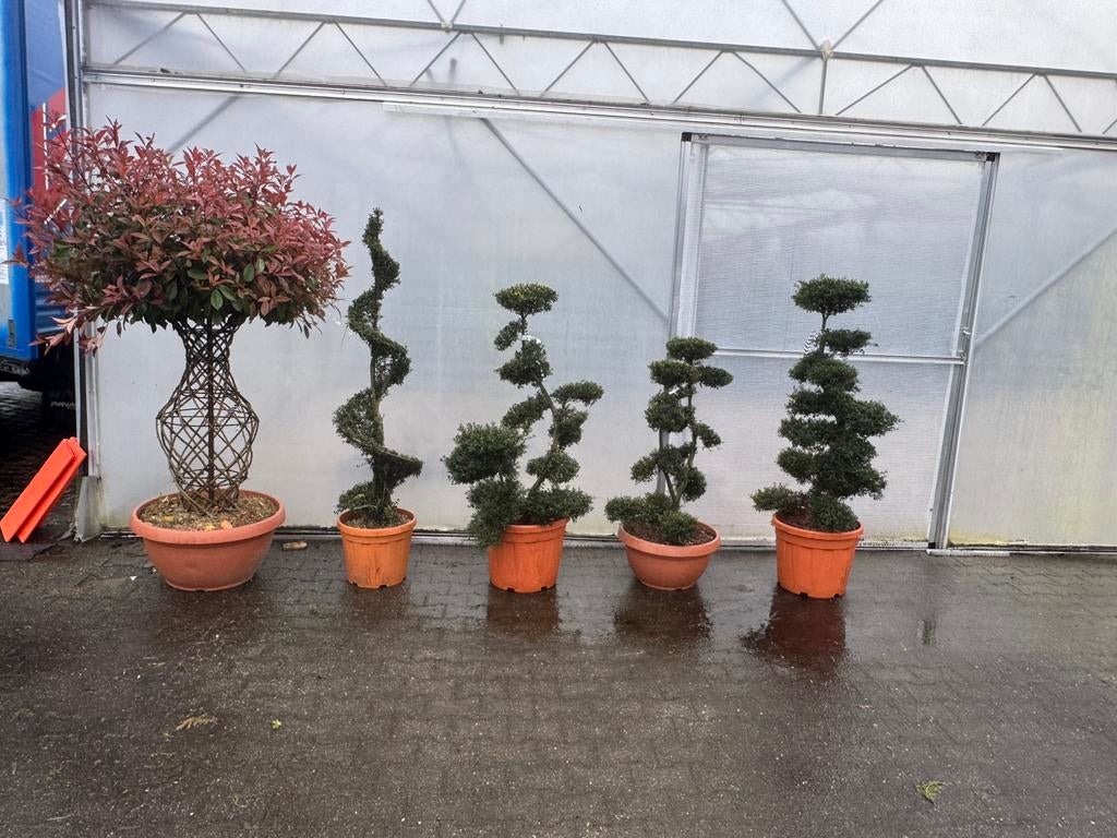 Ilex bonsai acer japense esdoorn taxus olijfboom laurier, Ophalen, Overige soorten, Struik, 100 tot 250 cm