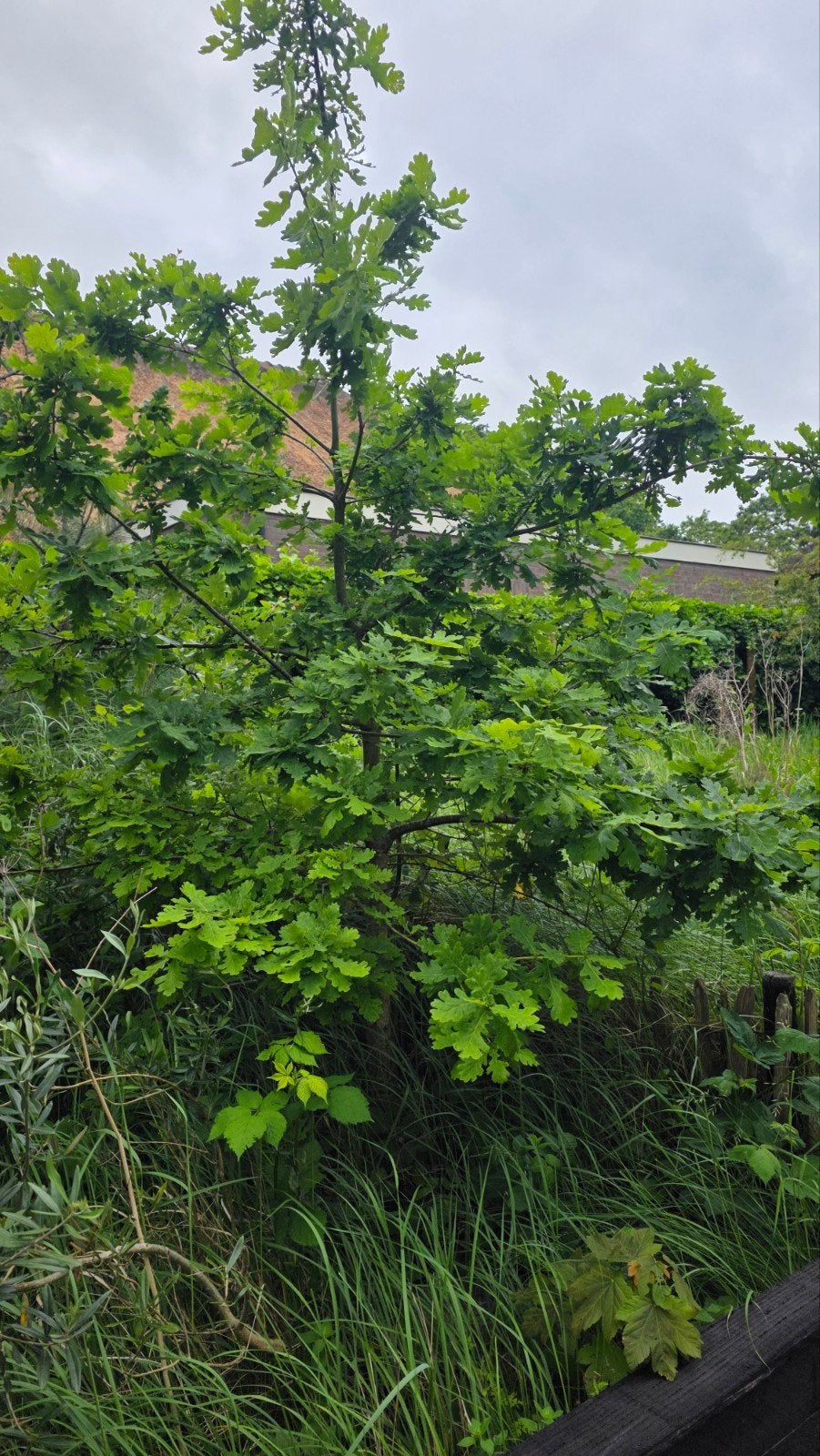 Jonge eikenboom!, Tuin en Terras, Bloeit niet, 250 tot 400 cm, Ophalen, Volle zon