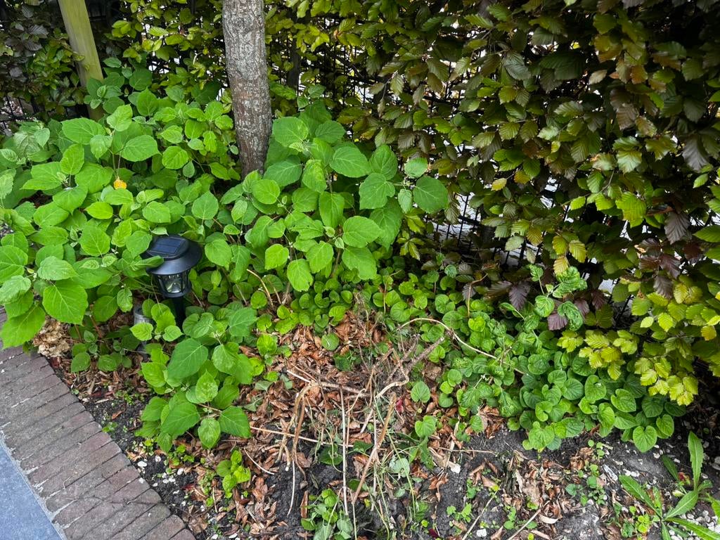 Gratis af te halen diverse planten, Ophalen, Overige soorten, Minder dan 100 cm