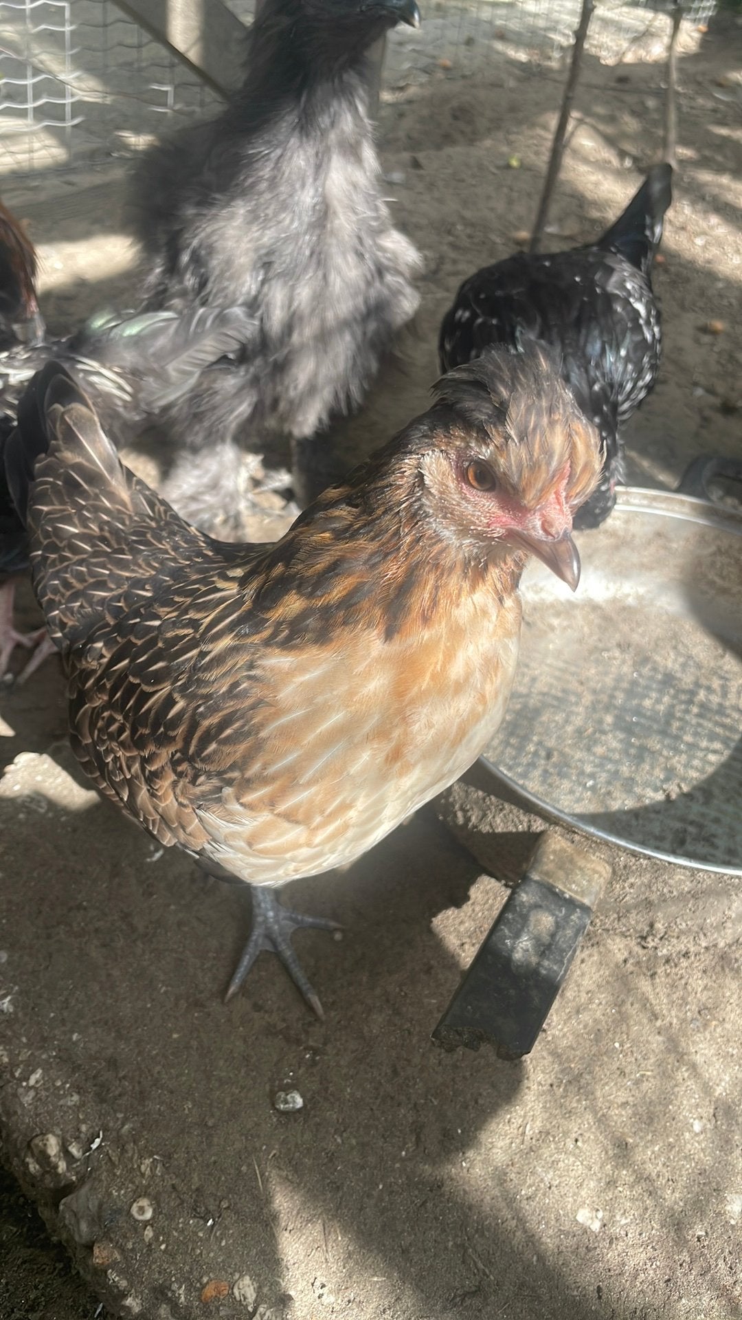 Jonge krielen, Dieren en Toebehoren, Pluimvee, Meerdere dieren, Kip