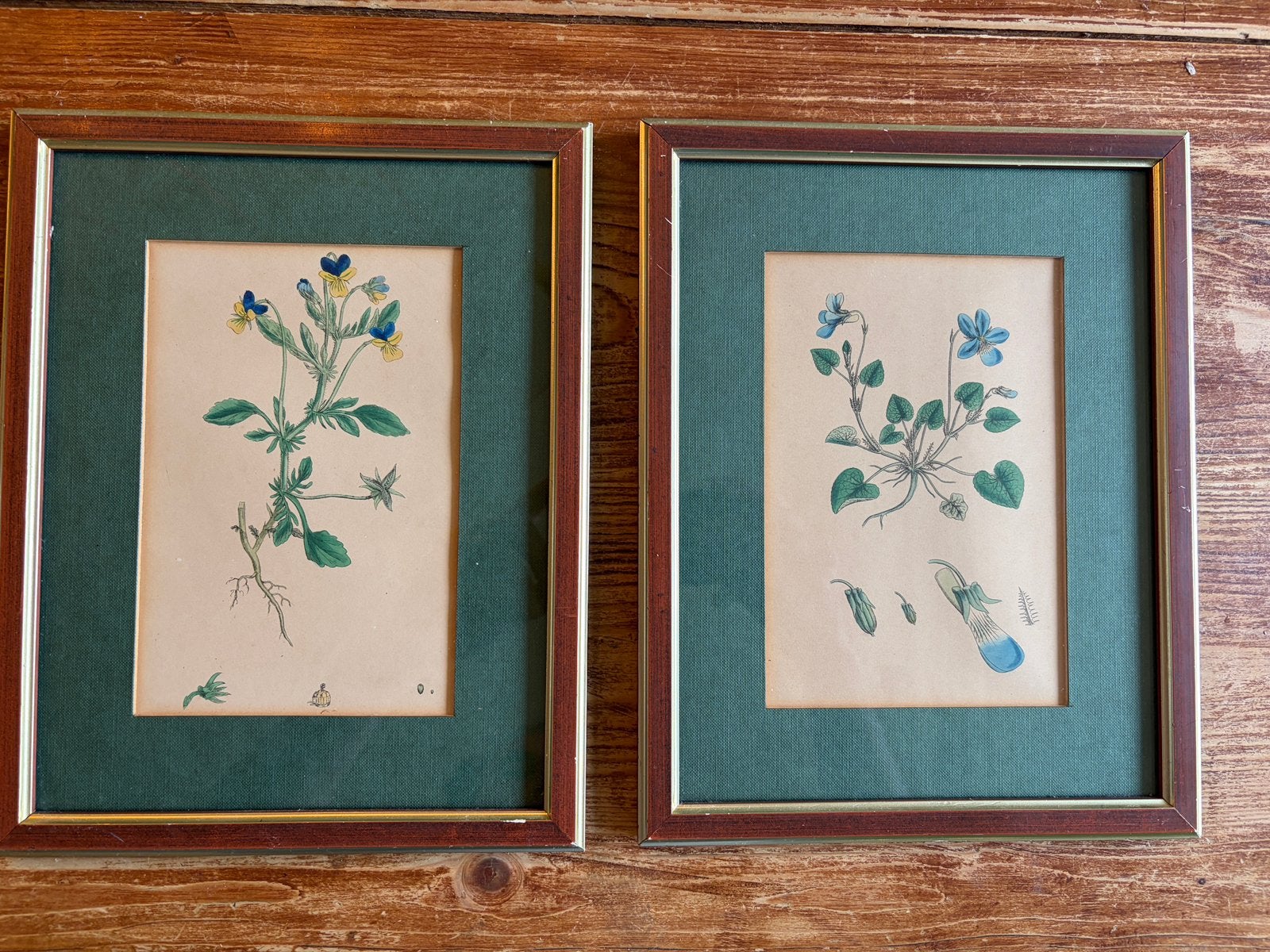 Twee ingelijste prenten viooltjes bloemen, Handgekleurd, 28 cm, Ets, 22 cm