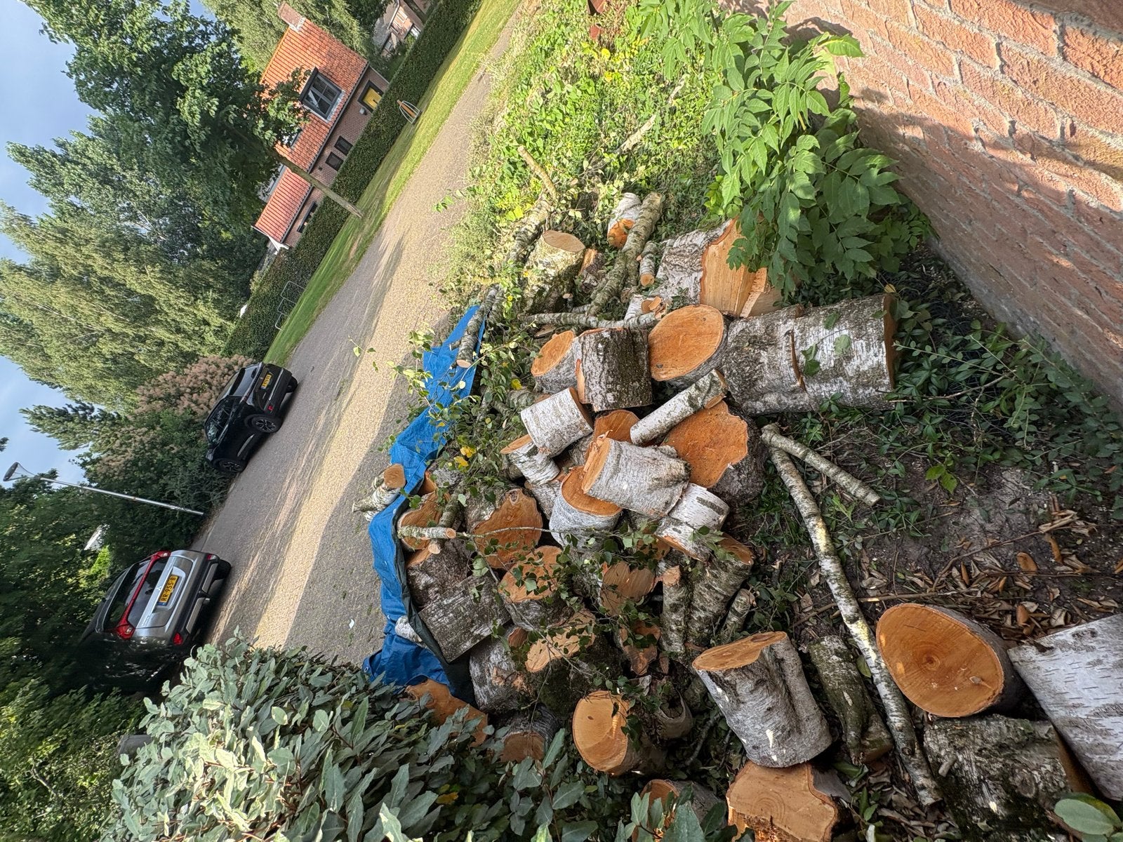 Zelf kloven! Net 2 dagen geleden gekapt, ca. 3-6 m³, Tuin en Terras, Haardhout, 3 tot 6 m³, Ophalen, Berkenhout, Blokken