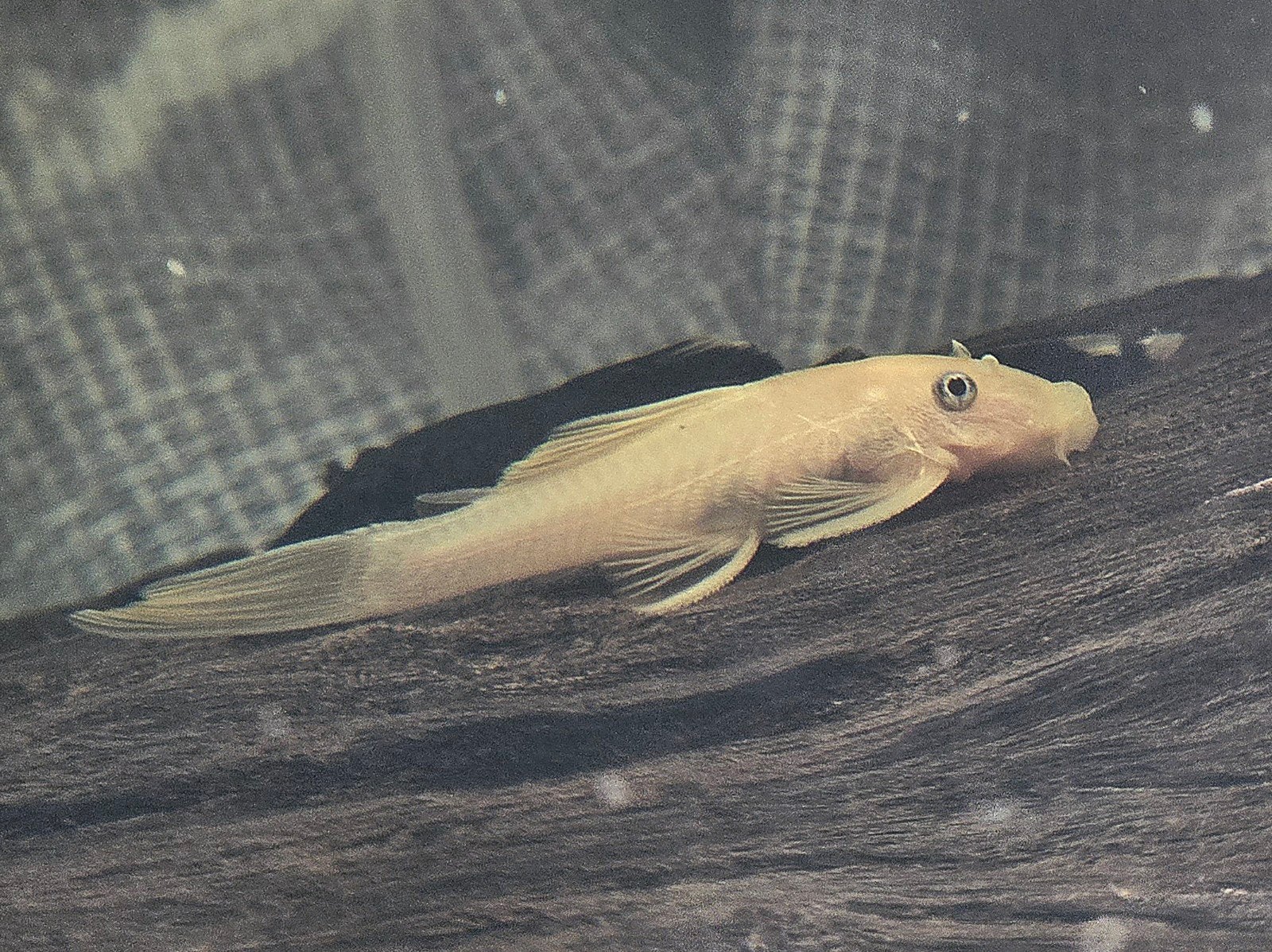 Ancistrus Lemon L-144 longfin blue eye, Vis