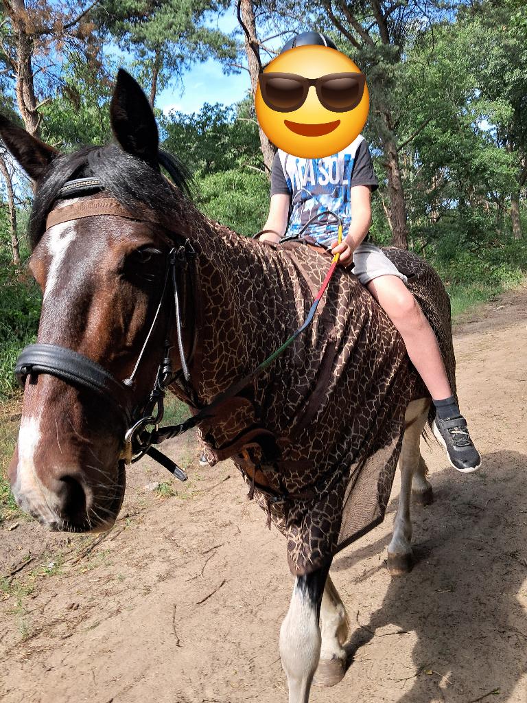 Pony merrie drachtig, 7 tot 10 jaar, Recreatiepony, D pony (1.37m tot 1.48m), Merrie