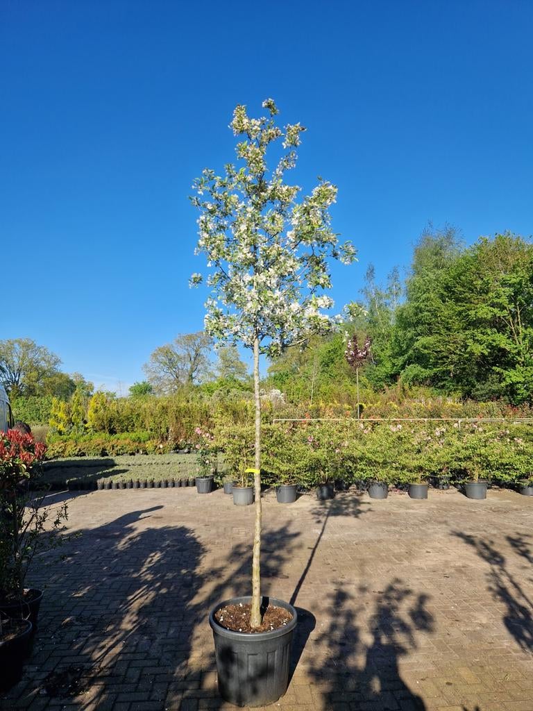 Malus Evereste - Sierappelboom met prachtige bloesem, Overige soorten, Lente, 250 tot 400 cm, Ophalen