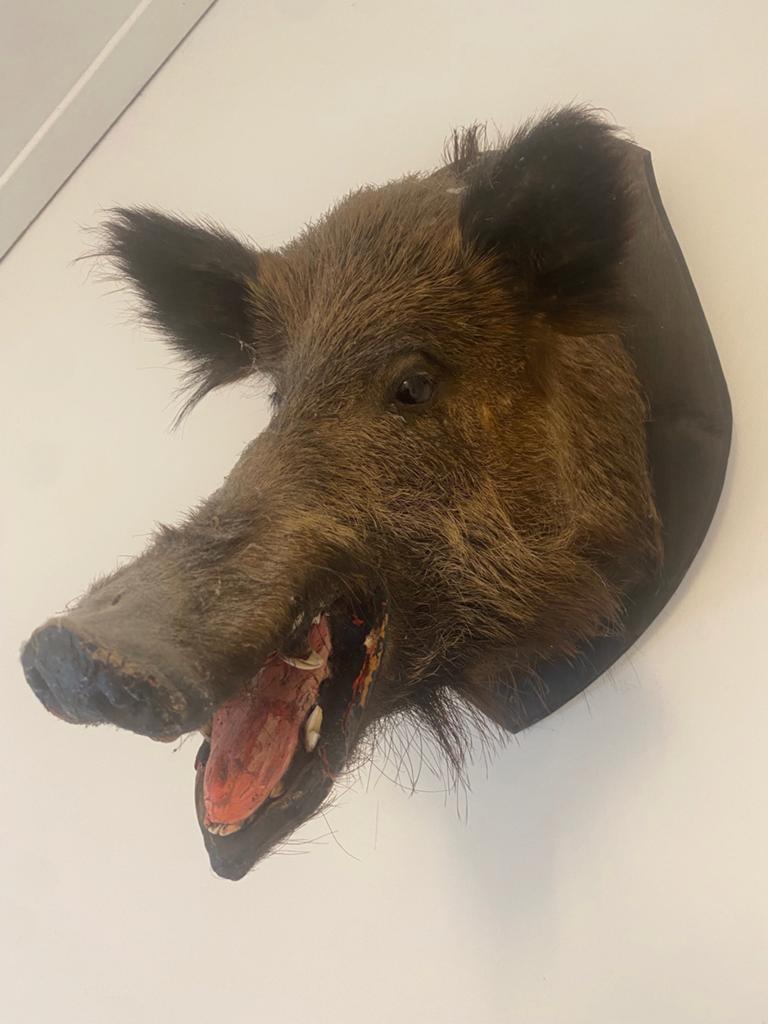 Opgezet wild zwijn - taxidermie, Ophalen of Verzenden, Wild dier, Opgezet dier