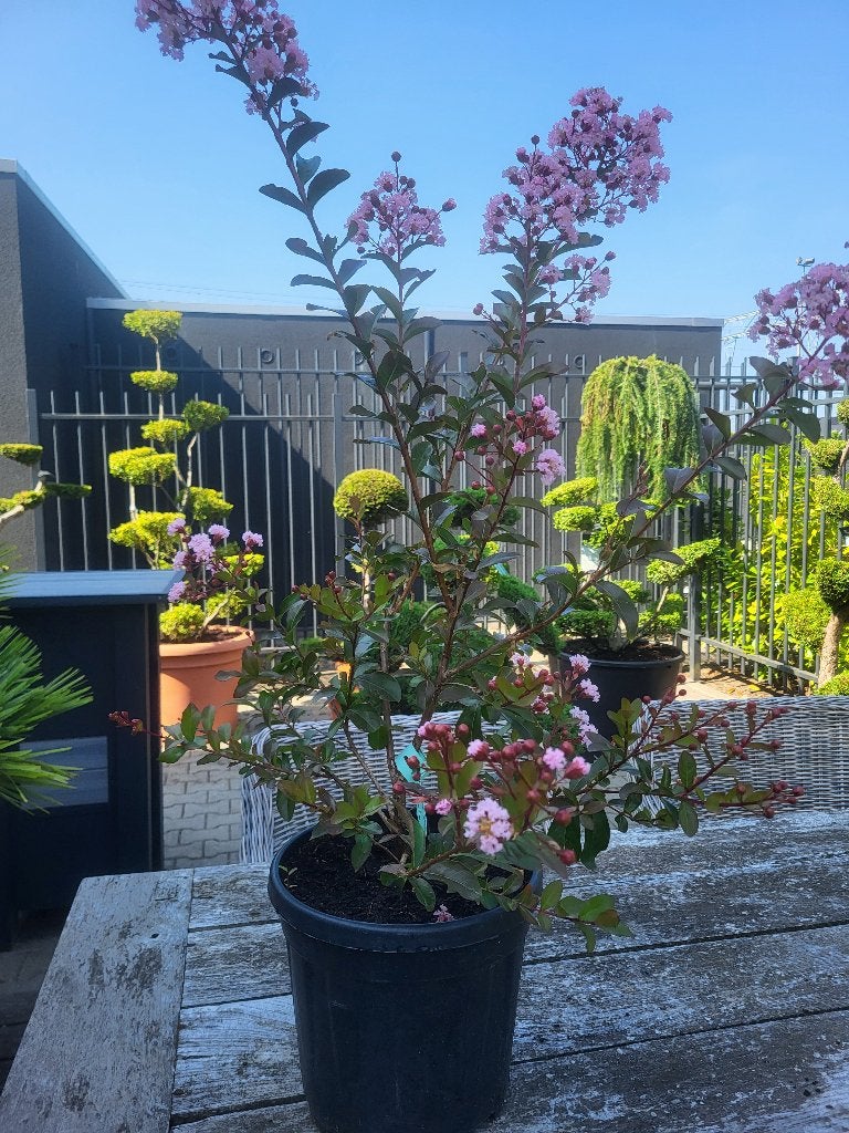 Lagerstroemia Eveline, Tuin en Terras, Volle zon, Vaste plant, Zomer, Ophalen