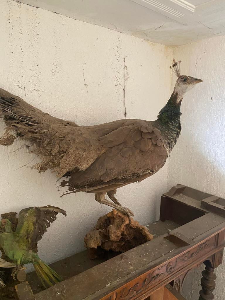 Opgezette vogels: Pauw, Papegaai en Duif, Ophalen, Gebruikt, Vogel, Opgezet dier